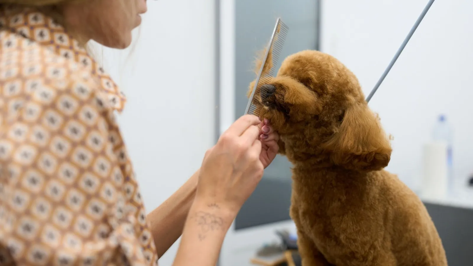 Professional groomer styling a happy dog in a modern pet salon